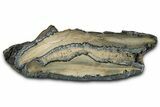 Mammoth Molar Slice With Case - South Carolina #350011-1